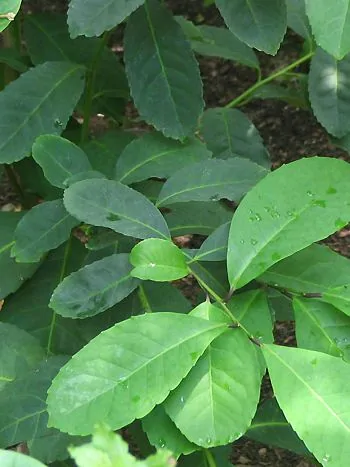 Mate-Strauch (Ilex paraguariensis): Zweige mit ovalen, am Rand fein gesägten, glänzend grünen Blättern