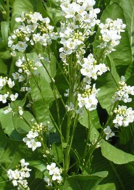 Meerrettich Meerrettich, Armoracia rusticana