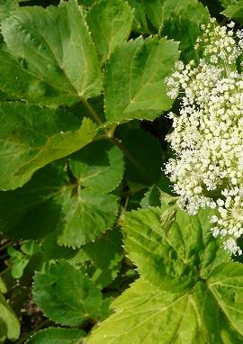 Meisterwurz Meisterwurz, Peucedanum ostruthium