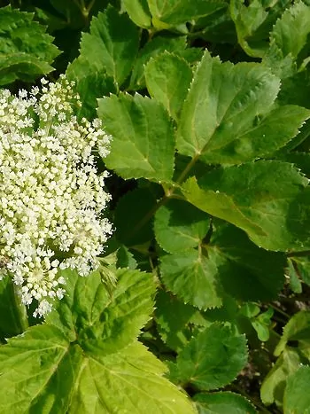 Meisterwurz (Peucedanum ostruthium): weiße Blütendolde neben großen, dreiteiligen, gesägten Blättern