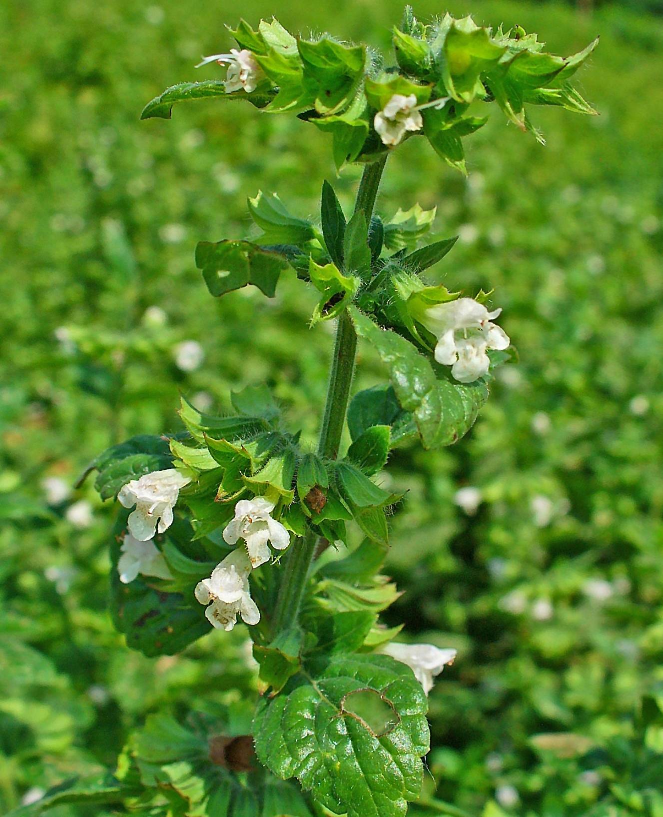 Melisse Heilpflanze der Volksmedizin
