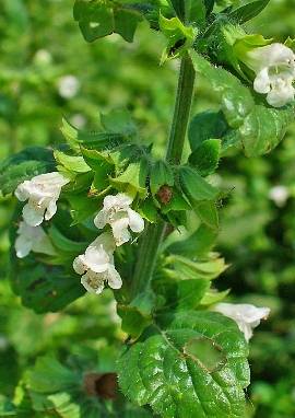Melisse Melisse, Melissa officinalis