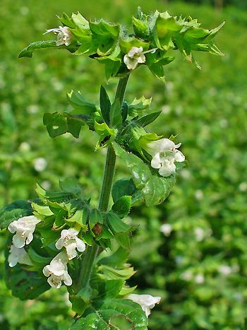 Melisse, Melissa officinalis