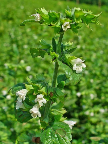 Zitronenmelisse (Melissa officinalis): aufrechter Stängel mit gekerbten, hellgrünen Blättern und kleinen weißen Lippenblüten