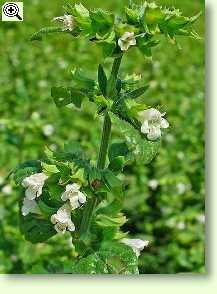 Melisse, Melissa officinalis