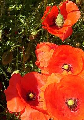 Mohn Mohn, Papaver rhoeas