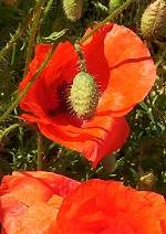 Mohn