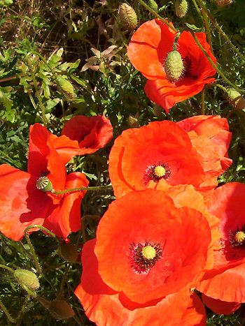 Mohn, Papaver rhoeas