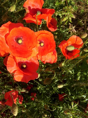 Klatschmohn (Papaver rhoeas): leuchtend rote Blüten mit dunklem Grund und Samenkapseln an behaarten Stielen