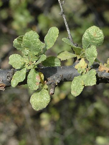 Myrrhe, Commiphora myrrha