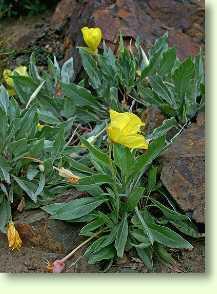 Nachtkerze / Oenothera biennis