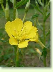 Nachtkerze / Oenothera biennis