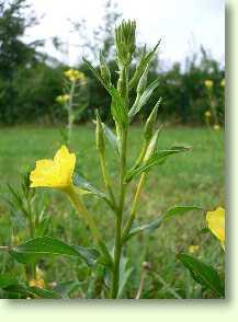 Nachtkerze / Oenothera biennis