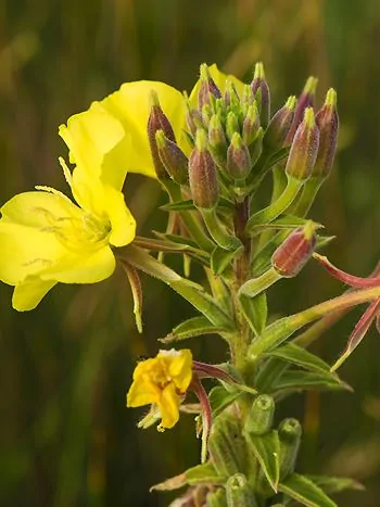 Gemeine Nachtkerze (Oenothera biennis): große, leuchtend gelbe, vierzählige Blüten an einem hohen Blütenstand