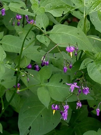 Bittersüßer Nachtschatten (Solanum dulcamara): violette, sternförmige Blüten mit gelbem Staubbeutelkegel