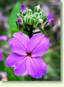 Nachtviole / Oenothera biennis