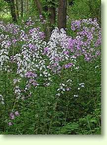 Nachtviole / Oenothera biennis