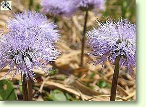 Nacktstängelige Kugelblume (Globularia nudicaulis)