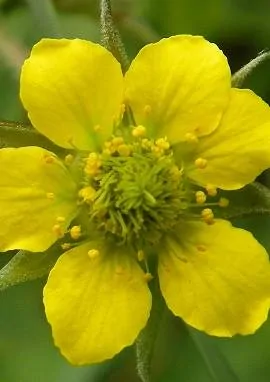Blüte der Nelkenwurz: fünf gelbe, rundliche Kronblätter um zahlreiche Staubblätter und grüne Fruchtblätter