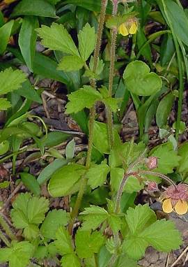 Nelkenwurz Nelkenwurz, Geum urbanum, Geum montanum