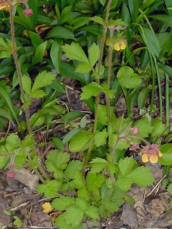 Nelkenwurz, Geum urbanum, Geum montanum