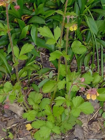 Nelkenwurz (Geum): kleine gelbe bis orangefarbene Blüten an dünnen Stängeln über gefiederten, gezähnten Blättern