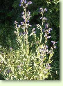 Ochsenzunge / Anchusa officinalis