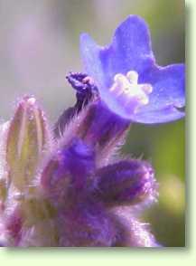 Ochsenzunge / Anchusa officinalis