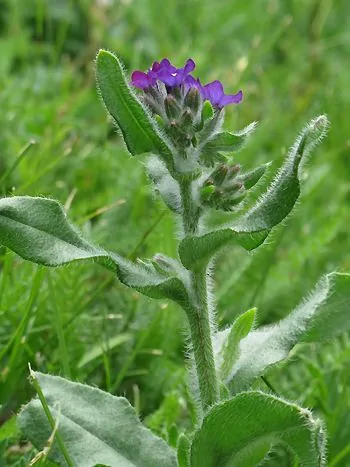 Gemeine Ochsenzunge (Anchusa officinalis): dicht behaarter Stängel mit lanzettlichen Blättern und blauvioletten Blüten an der Spitze
