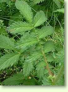 Odermennig / Agrimonia eupatoria