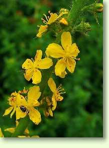 Odermennig / Agrimonia eupatoria