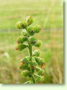 Odermennig / Agrimonia eupatoria