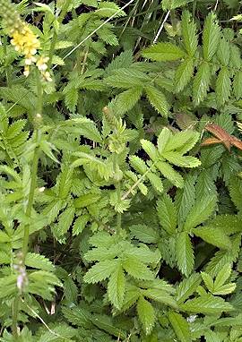 Odermennig Odermennig , Agrimonia eupatoria