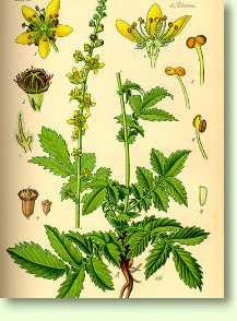 Odermennig / Agrimonia eupatoria