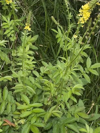 Kleiner Odermennig (Agrimonia eupatoria): gefiederte, gezähnte Blätter und schlanke Ähren mit kleinen gelben Blüten