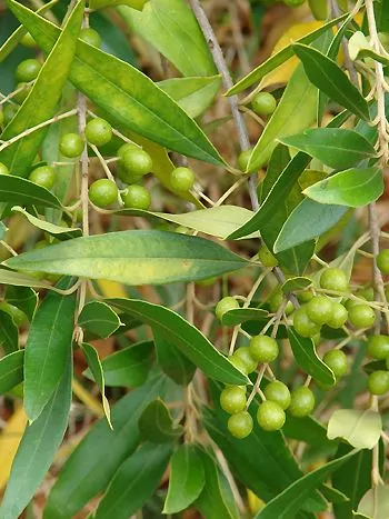 Ölbaum (Olea europaea subsp. cuspidata): Zweige mit schmalen, lanzettlichen Blättern und kleinen, runden, grünen Früchten