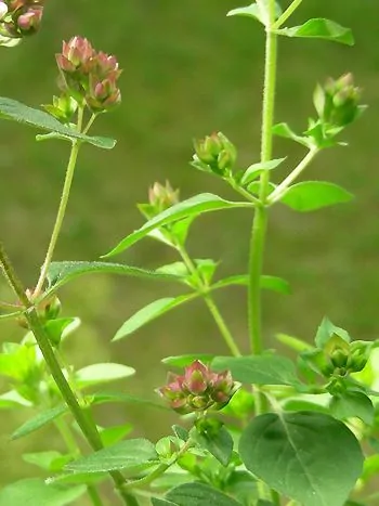 Dost (Origanum vulgare): Stängel mit gegenständigen, eiförmigen Blättern und rötlichen Blütenknospen in kleinen Köpfchen
