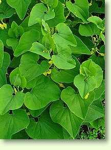 Osterluzei / Aristolochia clematitis