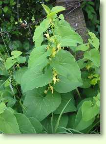 Osterluzei / Aristolochia clematitis