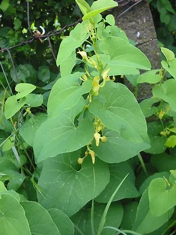 Gewöhnliche Osterluzei (Aristolochia clematitis): aufrechte Stängel mit großen, herzförmigen Blättern und gelben, röhrenförmigen Blüten in den Blattachseln
