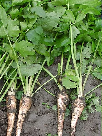 Pastinak (Pastinaca sativa): frisch geerntete, hellbraune Pfahlwurzeln mit gefiederten grünen Blättern auf dem Boden