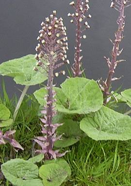 Pestwurz Pestwurz, Petasites hybridus