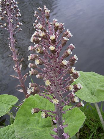 Pestwurz, Petasites hybridus