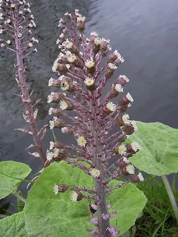 Gewöhnliche Pestwurz (Petasites hybridus): rötlicher Blütenschaft mit traubenförmigen, rosa-weißen Blütenköpfchen vor großen, herzförmigen Blättern