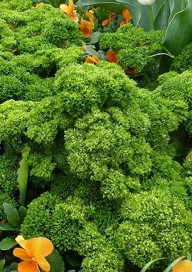 Petersilie Petersilie, Petroselinum crispum