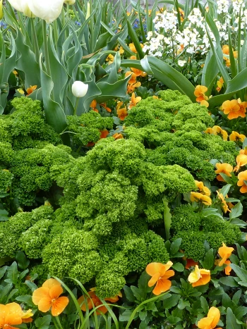Petersilie (Petroselinum crispum): dicht stehende, krause, dunkelgrüne Blätter