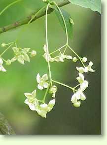 Pfaffenhütchen / Euonymus europaea