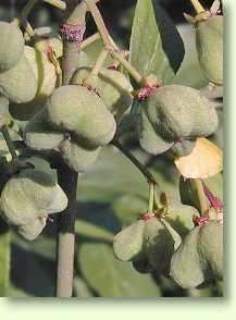 Pfaffenhütchen / Euonymus europaea