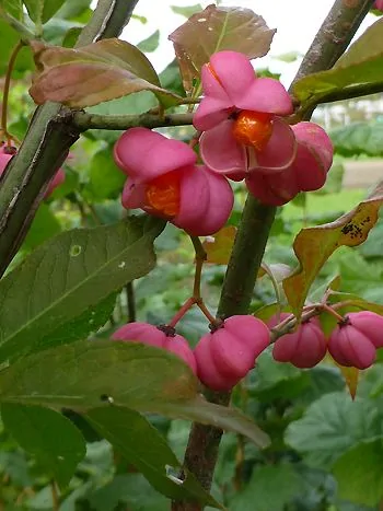Pfaffenhütchen (Euonymus europaeus): rosarote, vierlappige Fruchtkapseln mit orangefarbenen Samenmänteln an einem Zweig