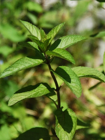 Pfefferminze (Mentha × piperita): aufrechte Triebe mit gegenständigen, gesägten Blättern